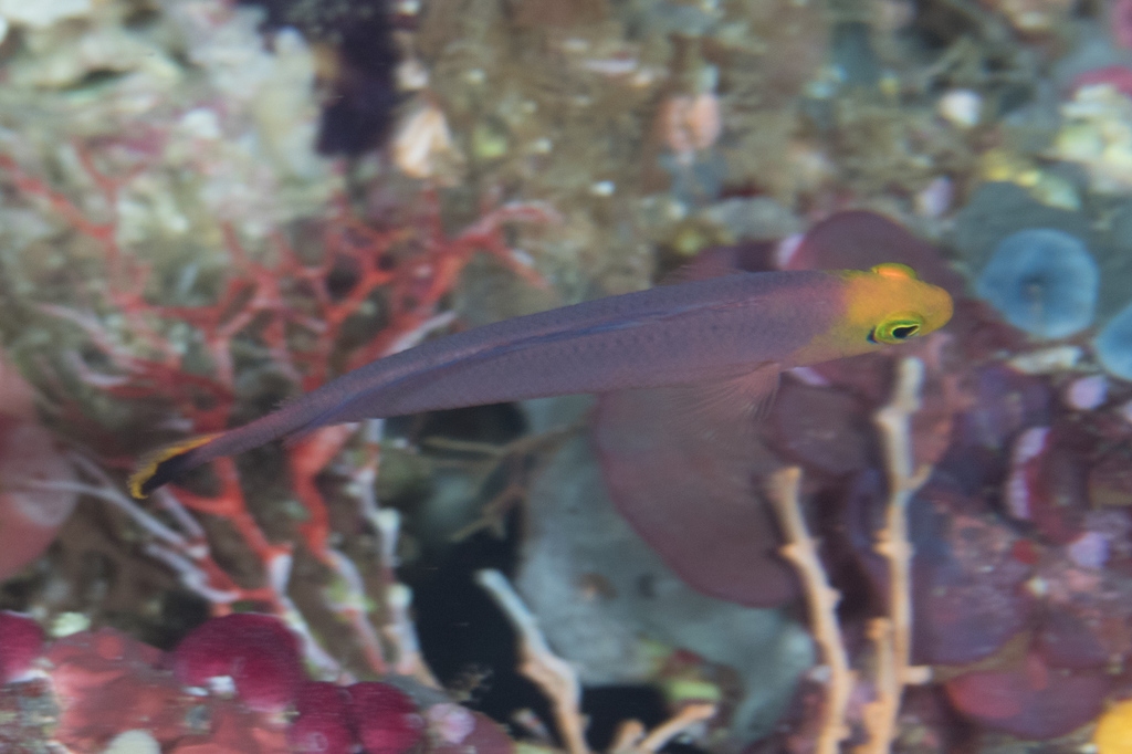 Elongate Dottyback