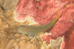 Ecsenius namiyei