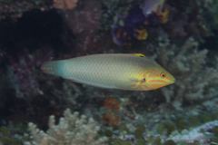 Halichoeres solorensis