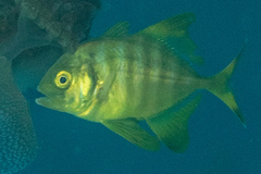 Uraspis