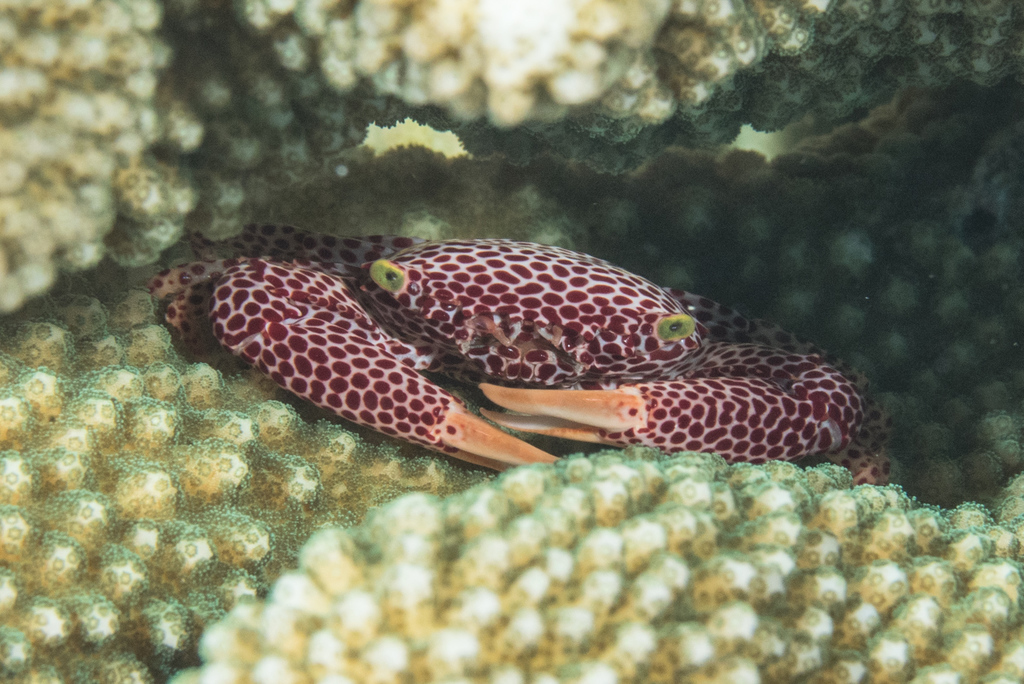 Trapezioidea