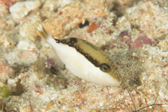 Sufflamen chrysopterum