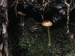 Entoloma formosum