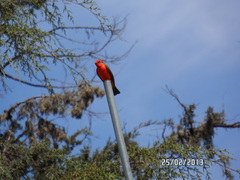 Pyrocephalus rubinus