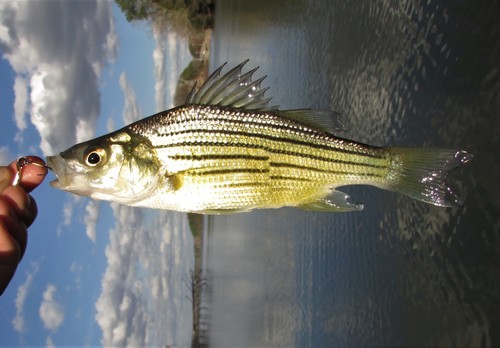Yellow Bass