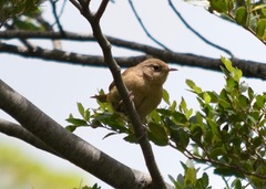 Troglodytes aedon chilensis