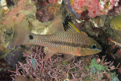 Iridescent Cardinalfish photo 4