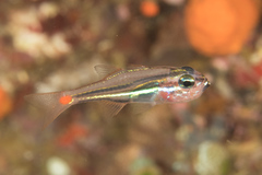 Ostorhinchus parvulus