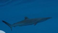 Carcharhinus falciformis