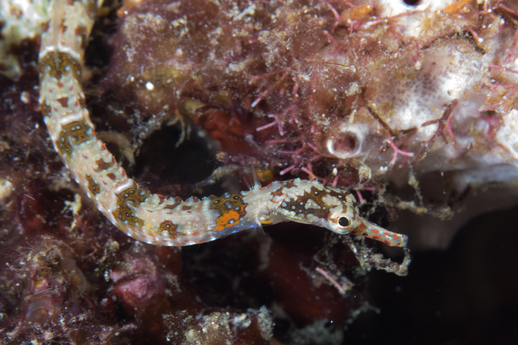 Benedetto's Pipefish