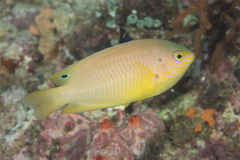 Pomacentrus amboinensis