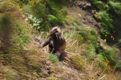Theropithecus gelada