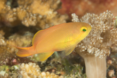 Pseudanthias huchtii