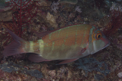 Lethrinus erythropterus