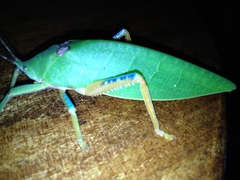 Phyllozelus caeruleus