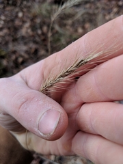 Elymus villosus