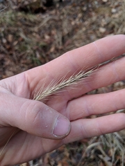 Elymus villosus