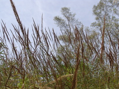 Sorghastrum