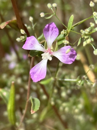 Campo clarkia (Clarkia delicata)