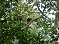 Black-Spotted Cuscus photo 3