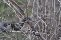 Nerodia sipedon insularum