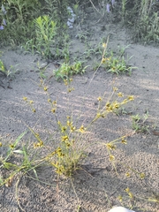Houghton's Sedge (Cyperus houghtonii)