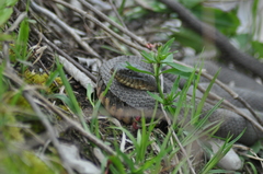 Nerodia sipedon insularum