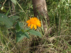 Lasianthaea macrocephala