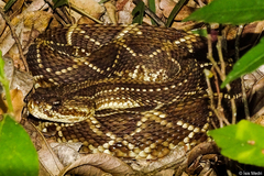 Crotalus durissus