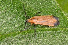 Correbia affinis