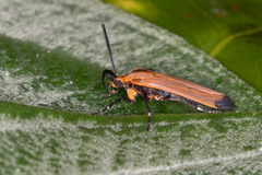 Correbia affinis