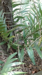 Zamia encephalartoides