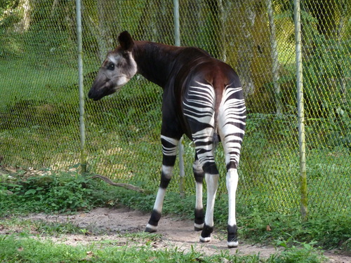 Okapi (Okapia johnstoni)