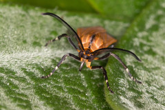 Correbia affinis