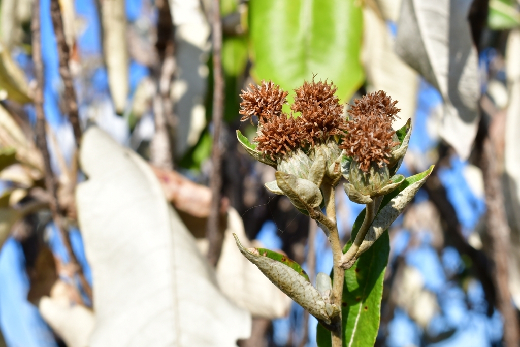 Anteremanthus