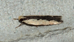 Ardozyga mesochra