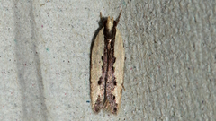 Ardozyga mesochra