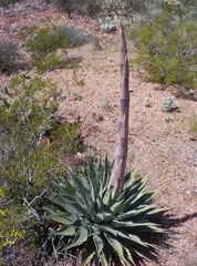 Agave simplex