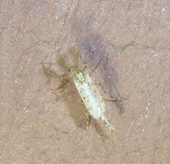 Sayomyia
