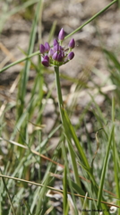 Allium bisceptrum
