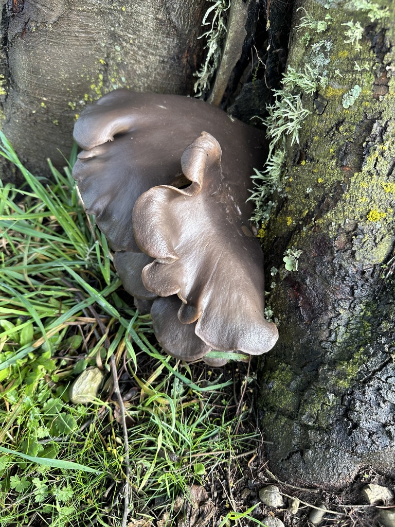 Pleurotus ostreatus · July 2023 · photo: © nitsuga74 (iNaturalist, cc-by)