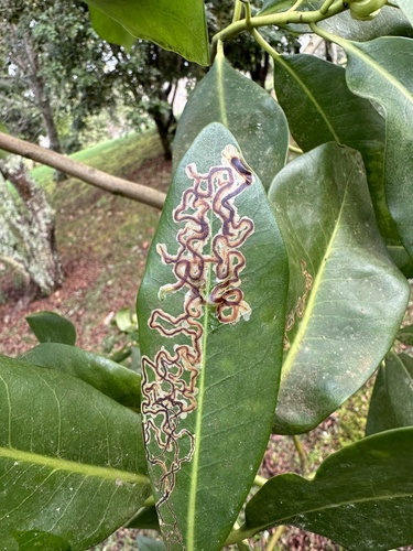 Prophyllocnistis epidrimys