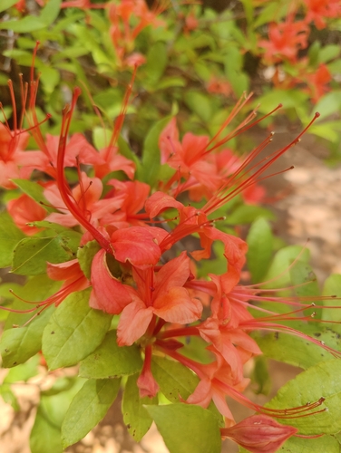 Rhododendron prunifolium, photograph 4