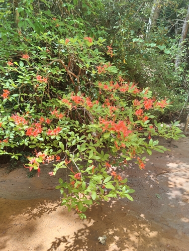 Image of Rhododendron prunifolium by no rights reserved