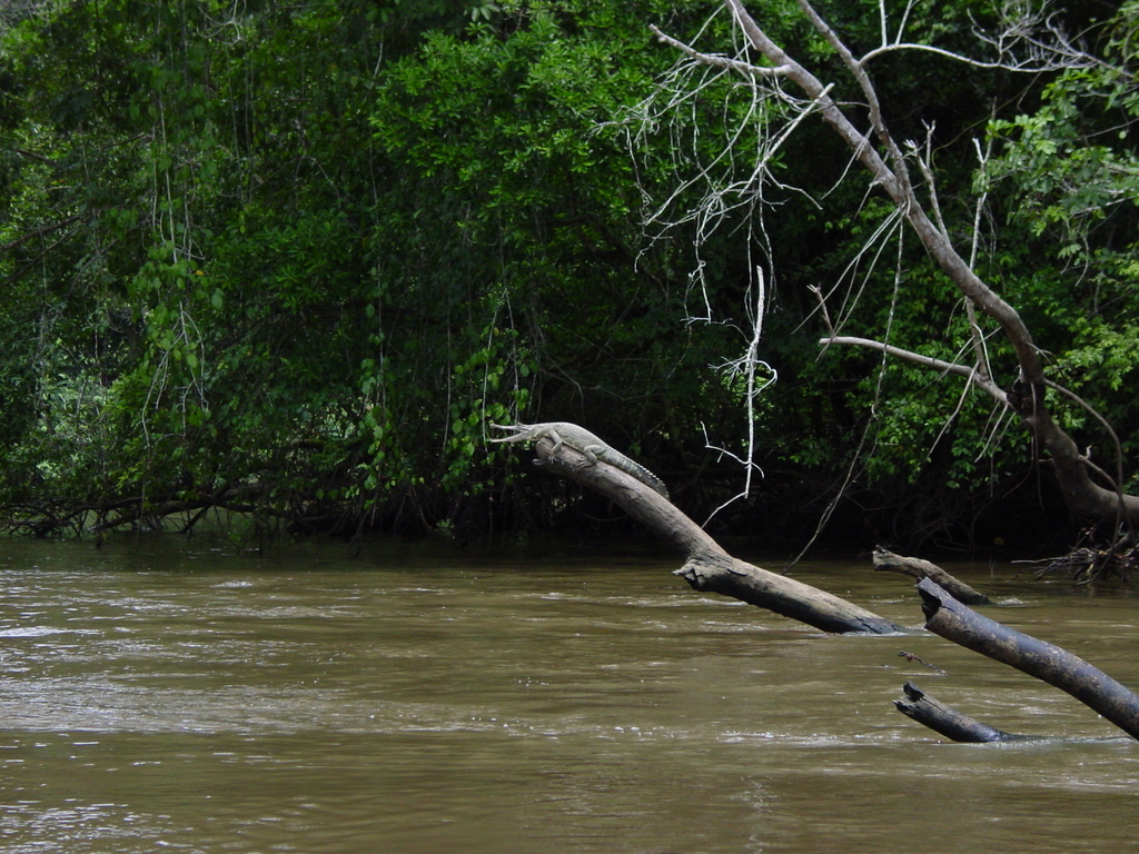 Central African Slender-snouted Crocodile
