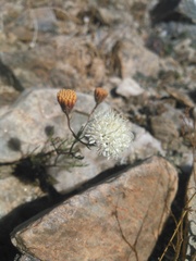 Chaenactis carphoclinia