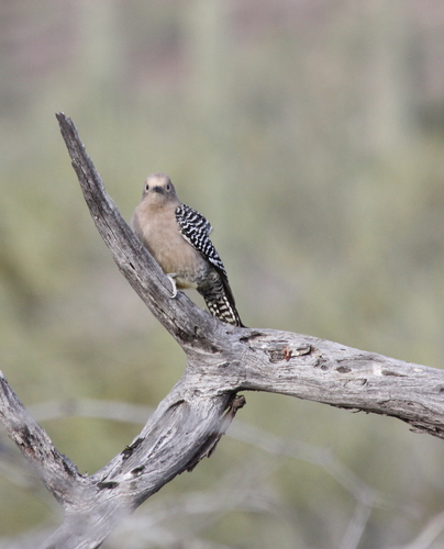 Melanerpes uropygialis