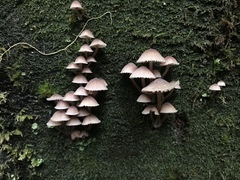 Mycena bulliformis