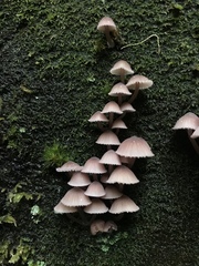 Mycena bulliformis