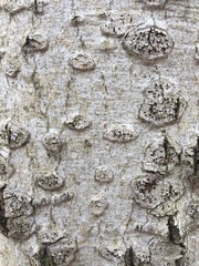 Cryptococcus fagisuga